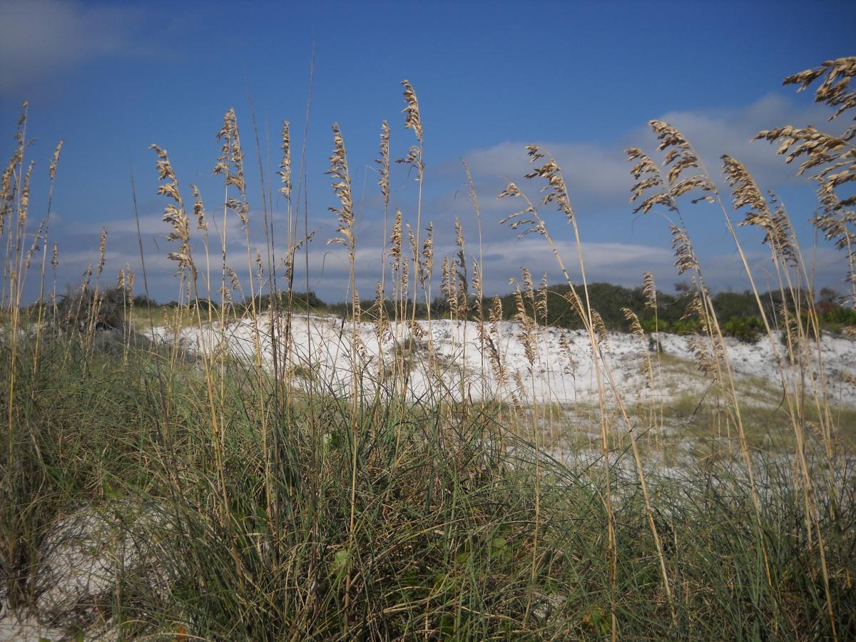 Dune in Alabama